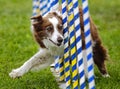 Dog Agility Slalom Poles Course Royalty Free Stock Photo